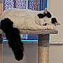 cat, sleeping, cat_tree, black_and_white, fluffy, tail, indoor, window, blinds, resting, pet, feline, cozy, quiet, house, animal, fur, cute, relaxed, domestic