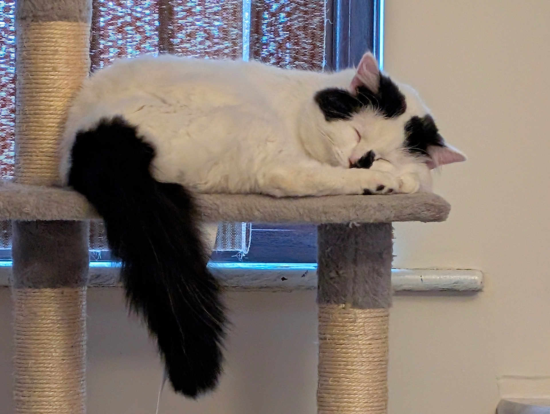 Lucifer is registered to the contest to win money with this photo: cat, sleeping, cat_tree, black_and_white, fluffy, tail, indoor, window, blinds, resting, pet, feline, cozy, quiet, house, animal, fur, cute, relaxed, domestic