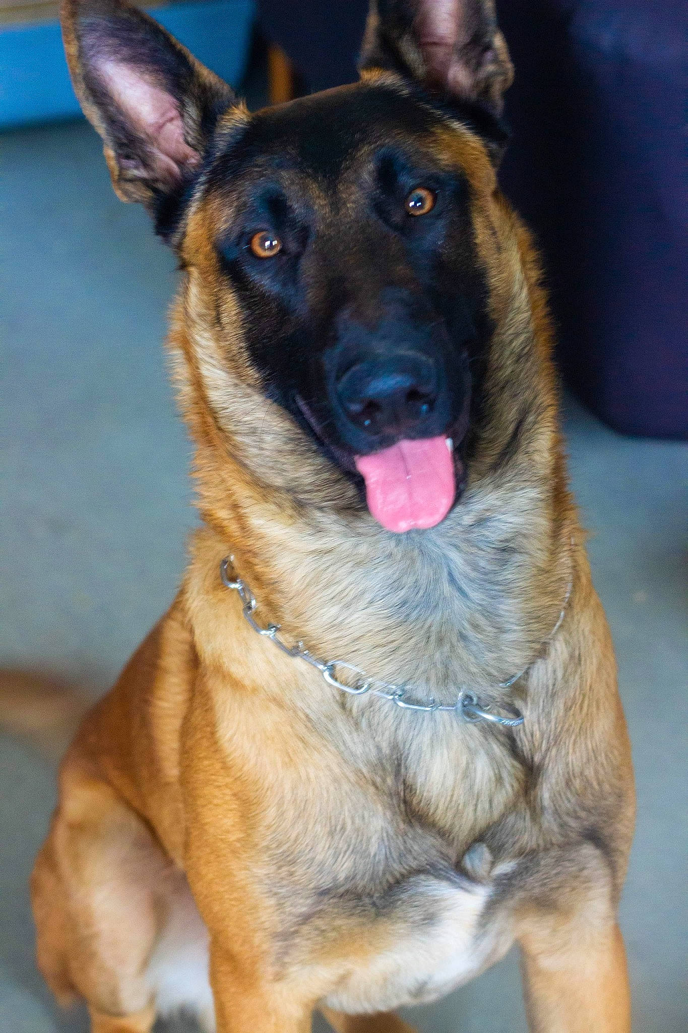 Drogo a rejoint le concours — aidez-le/la à gagner de superbes lots ! belgian_shepherd, belgian_shepherd_malinois, canidae, carnivore, dog, dog_breed, east_european_shepherd, fawn, german_shepherd_dog, king_shepherd, kunming_wolfdog, mammal, old_german_shepherd_dog, police_dog, rare_breed_dog, shiloh_shepherd_dog, snout, tervuren, vertebrate, working_dog