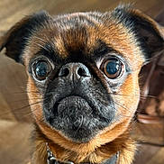 Spritz participe au concours pour gagner de l'argent avec cette photo : dog, close_up, pet, brown, black, fur, eyes, nose, whiskers, collar, indoor, animal, canine, small_dog, portrait, face, expression, cute, domestic, alert