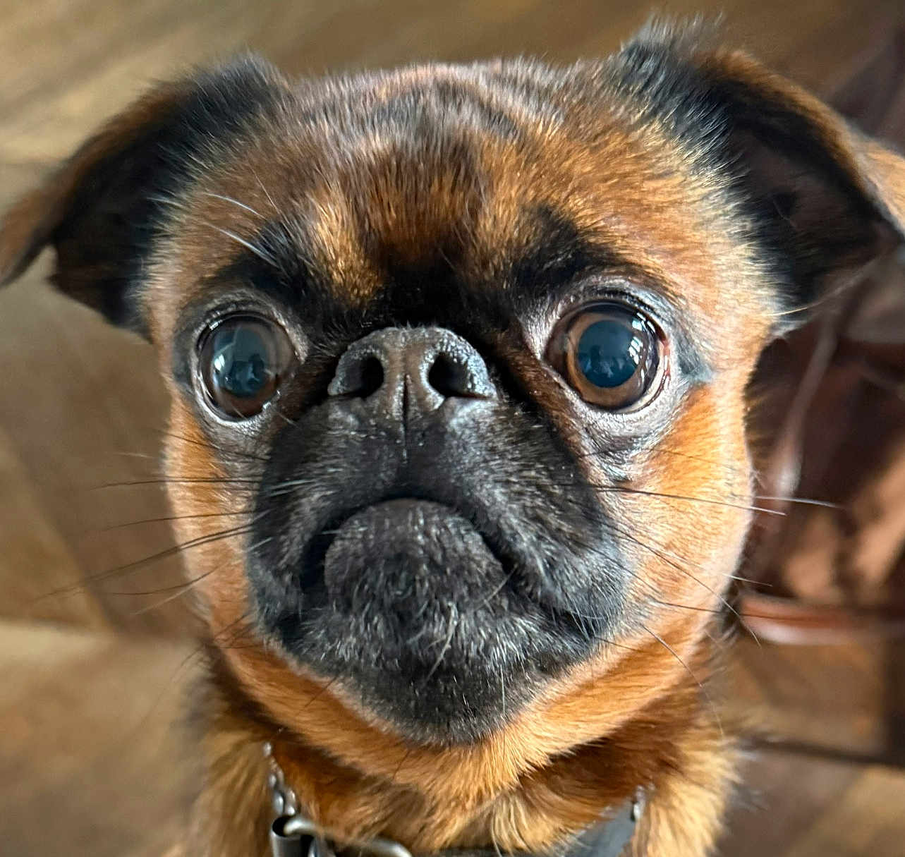 Spritz participe au concours pour gagner de l'argent avec cette photo : dog, close_up, pet, brown, black, fur, eyes, nose, whiskers, collar, indoor, animal, canine, small_dog, portrait, face, expression, cute, domestic, alert