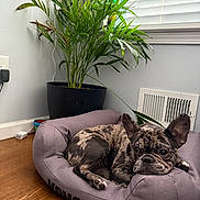 Minnie joined the competition — help win amazing prizes! animal, black, blinds, brown, companion, cozy, cute, dog, dog_bed, french_bulldog, home, indoor, pet, plant, potted_plant, purple, relaxed, resting, window, wooden_floor