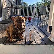 Archie is registered to the contest to win money with this photo: bulldog, puppy, dog, coffee_cup, porch, wooden_floor, table, chair, ball, outdoor, sunlight, shadow, fence, trees, sky, pet, collar, daylight, home, relaxation