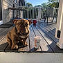 bulldog, puppy, dog, coffee_cup, porch, wooden_floor, table, chair, ball, outdoor, sunlight, shadow, fence, trees, sky, pet, collar, daylight, home, relaxation
