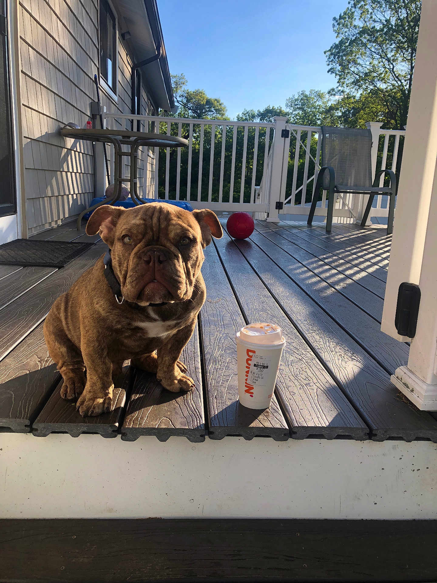 Archie is registered to the contest to win money with this photo: bulldog, puppy, dog, coffee_cup, porch, wooden_floor, table, chair, ball, outdoor, sunlight, shadow, fence, trees, sky, pet, collar, daylight, home, relaxation
