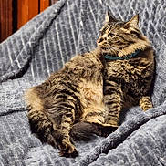Rose a rejoint le concours — aidez-le/la à gagner de superbes lots ! cat, tabby_cat, fluffy_fur, pet, indoor, blanket, gray_blanket, relaxed, lying_down, feline, whiskers, collar, cozy, texture, side_view, playful, tongue_out, animal, cute, domestic_cat