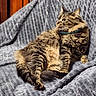 cat, tabby_cat, fluffy_fur, pet, indoor, blanket, gray_blanket, relaxed, lying_down, feline, whiskers, collar, cozy, texture, side_view, playful, tongue_out, animal, cute, domestic_cat