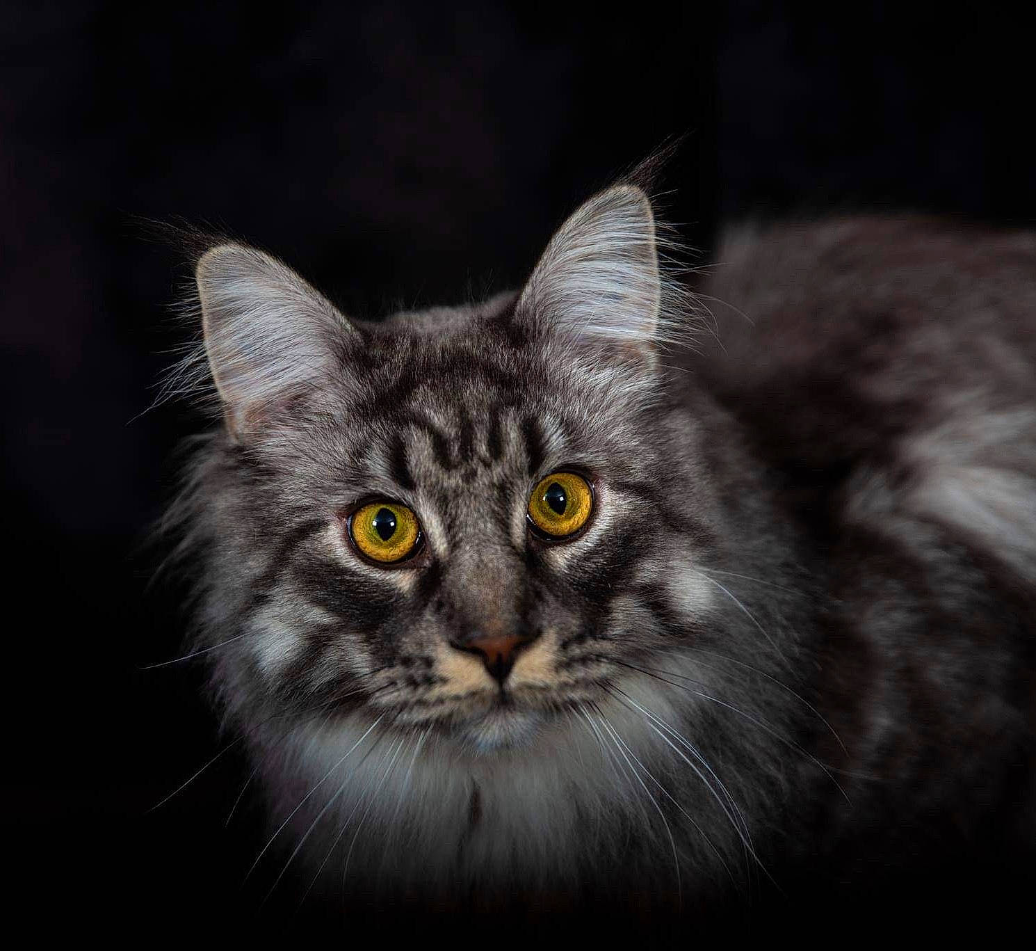 Sherkan a rejoint le concours — aidez-le/la à gagner de superbes lots ! art, british_longhair, carnivore, cat, darkness, domestic_short_haired_cat, felidae, fur, grass, grey, iris, macro_photography, monochrome_photography, small_to_medium_sized_cats, snout, terrestrial_animal, whiskers, wildlife