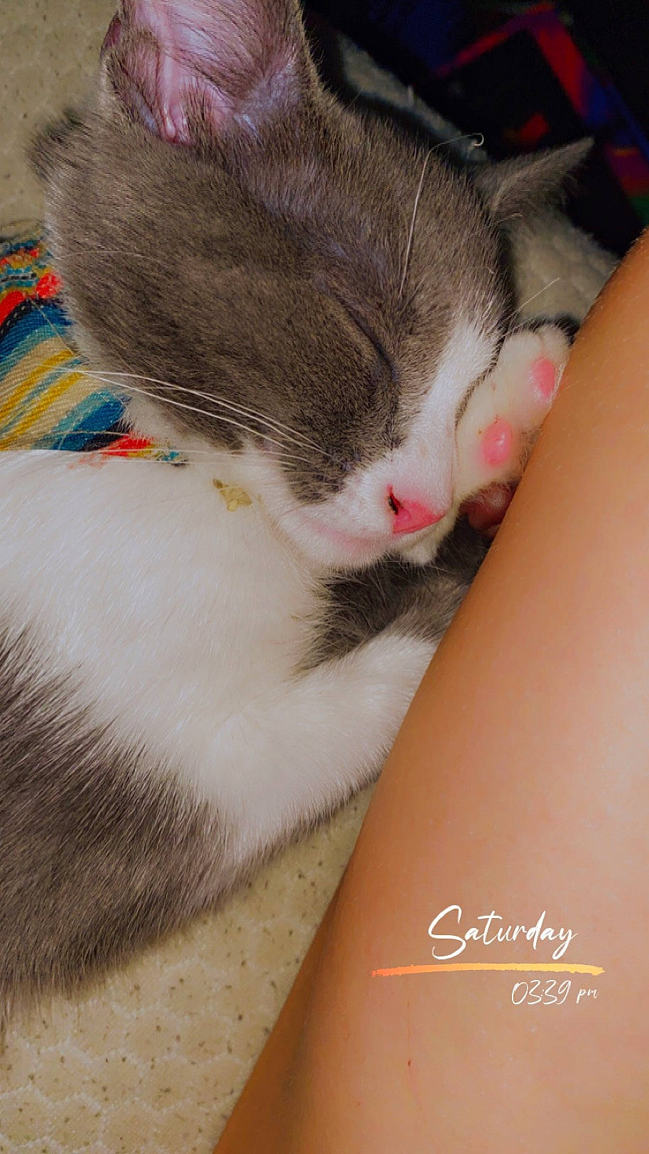 Xena is registered to the contest to win money with this photo: carnivore, cat, claw, comfort, domestic_short_haired_cat, ear, eye, fawn, felidae, fur, human_leg, lap, nail, nap, paw, small_to_medium_sized_cats, snout, tail, thigh, whiskers