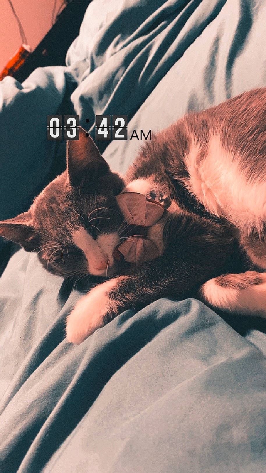 Xena joined the competition — help win amazing prizes! bed, bedding, canidae, carnivore, cat, cloud, comfort, couch, domestic_short_haired_cat, fawn, felidae, fur, gesture, linens, paw, small_to_medium_sized_cats, snout, tail, vertebrate, whiskers