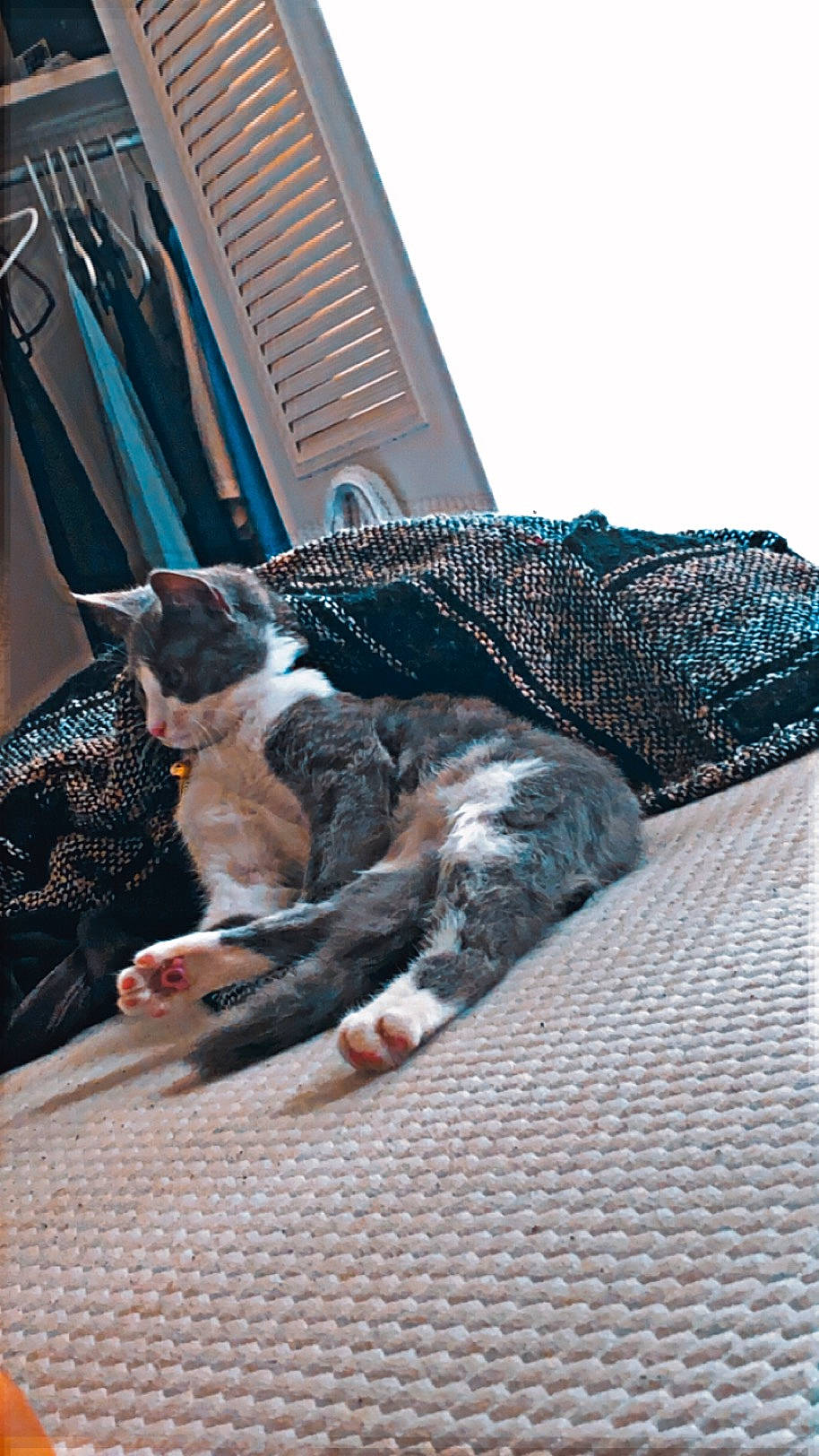 Xena joined the competition — help win amazing prizes! carnivore, cat, comfort, domestic_short_haired_cat, felidae, flooring, fur, grey, human_leg, pattern, road_surface, room, sitting, sky, small_to_medium_sized_cats, street, tail, whiskers