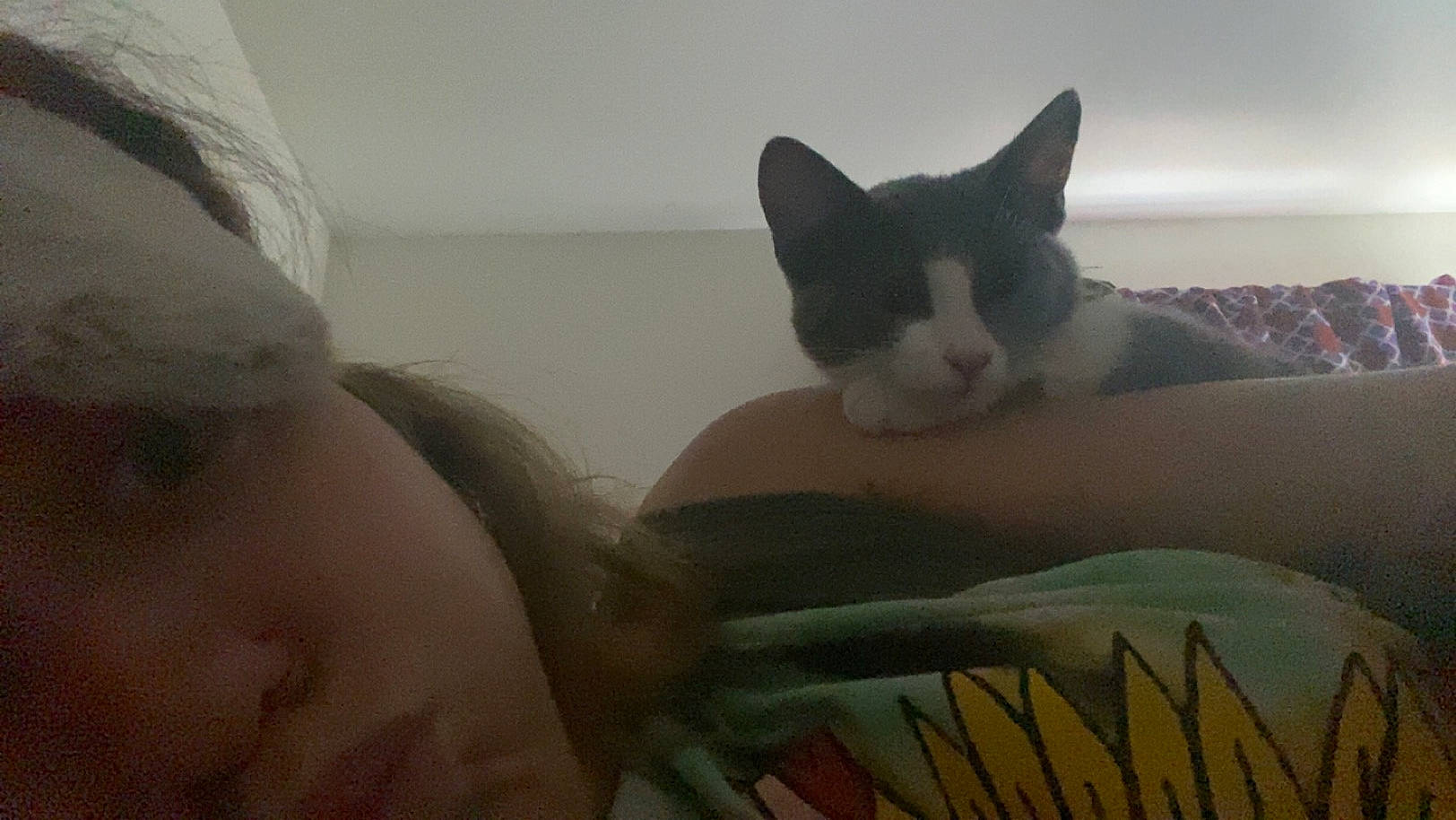 Xena joined the competition — help win amazing prizes! bed, carnivore, cat, chest, comfort, couch, domestic_short_haired_cat, eyebrow, eyelash, felidae, fur, grey, iris, linens, mammal, neck, room, small_to_medium_sized_cats, tail, whiskers