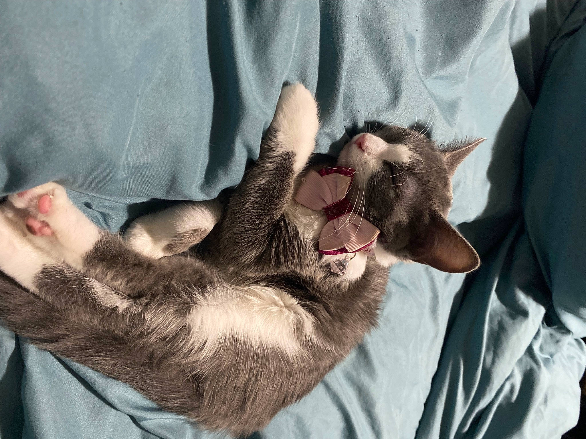 Xena is registered to the contest to win money with this photo: beard, canidae, carnivore, comfort, companion_dog, dog_breed, ear, fang, fawn, felidae, fur, gesture, happy, jaw, paw, small_to_medium_sized_cats, snout, sporting_group, whiskers, yawn