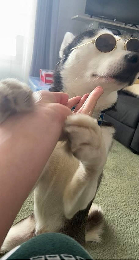 Chanel joined the competition — help win amazing prizes! carnivore, cat, companion_dog, curtain, dog, dog_breed, ear, fawn, felidae, finger, football, fur, gesture, mammal, small_to_medium_sized_cats, snout, toy, vertebrate, whiskers, working_animal