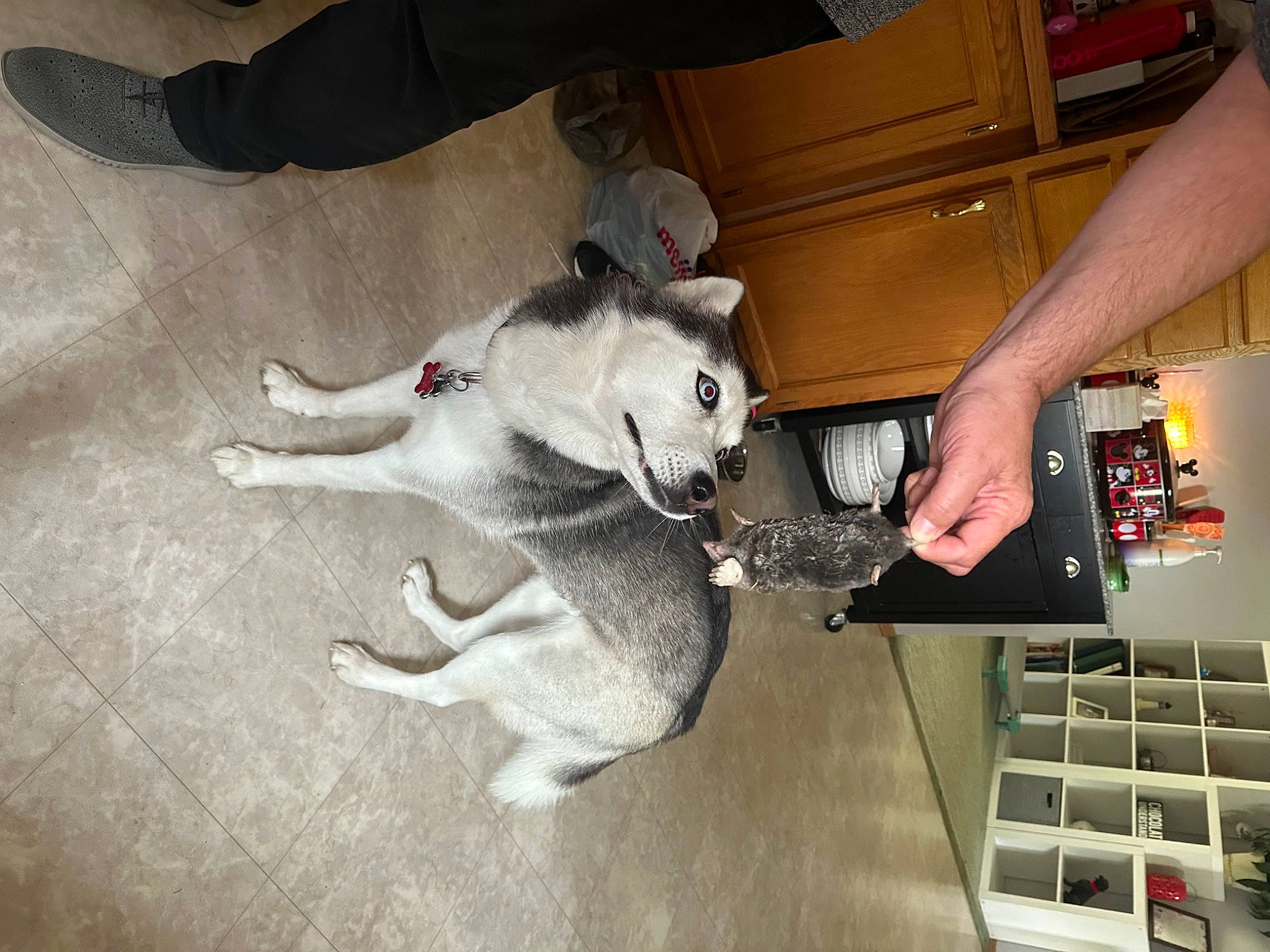 Chanel joined the competition — help win amazing prizes! audio_equipment, carnivore, comfort, companion_dog, dog, dog_breed, floor, flooring, fur, hardwood, human_leg, paw, tail