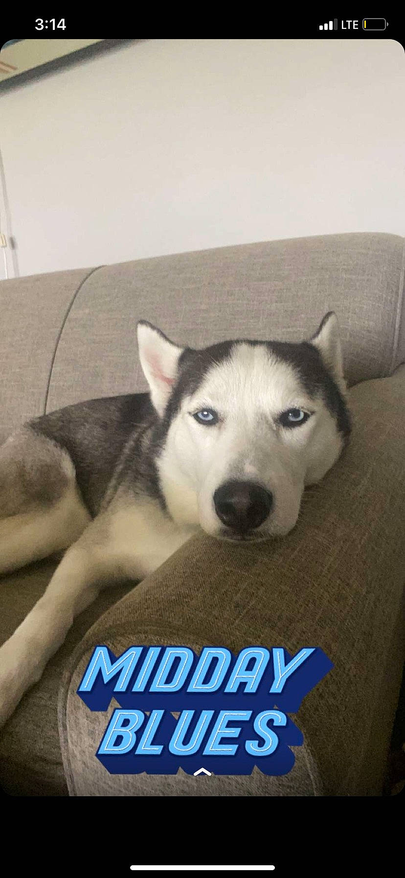 Chanel joined the competition — help win amazing prizes! ancient_dog_breeds, canidae, canis, carnivore, comfort, companion_dog, dog, dog_breed, eye, fur, grey, logo, non_sporting_group, siberian_husky, sled_dog, snout, sporting_group, terrestrial_animal, working_animal, working_dog