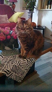 Chouquette a rejoint le concours — aidez-le/la à gagner de superbes lots ! carnivore, cat, comfort, domestic_short_haired_cat, fawn, felidae, flooring, flower, flowerpot, fur, furniture, hardwood, houseplant, picture_frame, plant, room, small_to_medium_sized_cats, tail, whiskers, wood