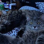 Nyx joined the competition — help win amazing prizes! cat, feline, pet, indoor, bed, blanket, pattern, sleeping, resting, fur, whiskers, green_eyes, tabby, gray_cat, closeup, animal, cozy, household, domestic_animal, relaxing