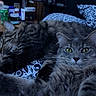 cat, feline, pet, indoor, bed, blanket, pattern, sleeping, resting, fur, whiskers, green_eyes, tabby, gray_cat, closeup, animal, cozy, household, domestic_animal, relaxing