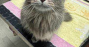 Nyx is registered to the contest to win money with this photo: cat, gray_cat, yellow_eyes, long_whiskers, fluffy_fur, towel, black_surface, veterinary_clinic, medical_equipment, curious, pet, animal, indoor, close_up, table, cabinet, domestic_cat, looking_up, feline, grooming_area