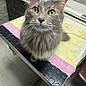 cat, gray_cat, yellow_eyes, long_whiskers, fluffy_fur, towel, black_surface, veterinary_clinic, medical_equipment, curious, pet, animal, indoor, close_up, table, cabinet, domestic_cat, looking_up, feline, grooming_area