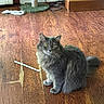 cat, gray_cat, fluffy, yellow_eyes, wooden_floor, indoor, cat_toy, scratching_post, furniture, pet, animal, sitting, looking, floor, domestic, whiskers, tail, cozy, home, curious