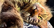 Echo is registered to the contest to win money with this photo: cat, tabby, fluffy, closeup, upside_down, relaxed, sleepy, fur, whiskers, paw, patterned_fabric, indoor, cozy, soft_light, yellow_eyes, pet, animal, cute, resting, portrait