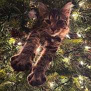 Echo joined the competition — help win amazing prizes! cat, kitten, christmas_tree, pine_needles, christmas_lights, festive, holiday, greenery, paws, close_up, cute, curious, tabby, animal, pet, nature, indoor, decorations, twinkling_lights, feline
