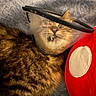 Echo joined the competition — help win amazing prizes! cat, tabby, cone_collar, fangs, pet, animal, fur, whiskers, blanket, plush, red, mushroom, soft_texture, indoor, closeup, cute, animal_face, resting, comfort, domestic