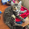 Echo joined the competition — help win amazing prizes! kitten, cat, tabby, fur, whiskers, paw, red_cap, wooden_table, keys, blue_box, can, indoor, curious, pet, animal, young_cat, feline, closeup, resting, gaze