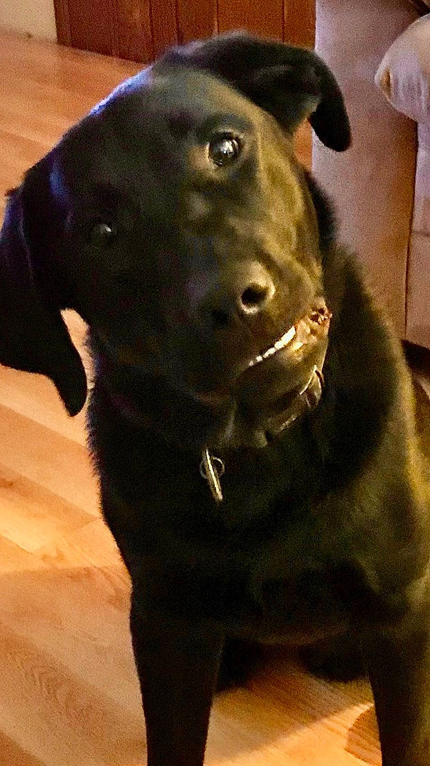 Lou joined the competition — help win amazing prizes! borador, canidae, carnivore, collar, companion_dog, dog, dog_breed, dog_collar, fur, guard_dog, labrador_retriever, non_sporting_group, pet_supply, retriever, snout, sporting_group, terrestrial_animal, whiskers, working_animal, working_dog