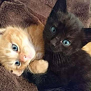 Rouquin Et Noir participe au concours pour gagner de l'argent avec cette photo : kitten, cat, orange_cat, black_cat, blue_eyes, cute, pets, furry, snuggling, close_up, indoor, blanket, soft, resting, animal, young, adorable, companions, fur, curious