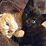 kitten, cat, orange_cat, black_cat, blue_eyes, cute, pets, furry, snuggling, close_up, indoor, blanket, soft, resting, animal, young, adorable, companions, fur, curious