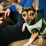 Vasko participe au concours pour gagner de l'argent avec cette photo : dog, small_dog, hoodie, pet_clothing, indoor, person, blue_sweater, quilted_surface, potted_plants, table, hand, curious, seated, brown_black_fur, ears, looking_at_camera, cozy, casual, living_room, domestic_animal