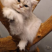 Vénus a rejoint le concours — aidez-le/la à gagner de superbes lots ! cat, kitten, pet, fluffy, long_hair, white_fur, silver_fur, paws, whiskers, blue_eyes, tree_branch, wooden_structure, driftwood, indoor, wall, floor, closeup, portrait, curious, cozy