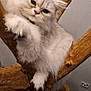 cat, kitten, pet, fluffy, long_hair, white_fur, silver_fur, paws, whiskers, blue_eyes, tree_branch, wooden_structure, driftwood, indoor, wall, floor, closeup, portrait, curious, cozy