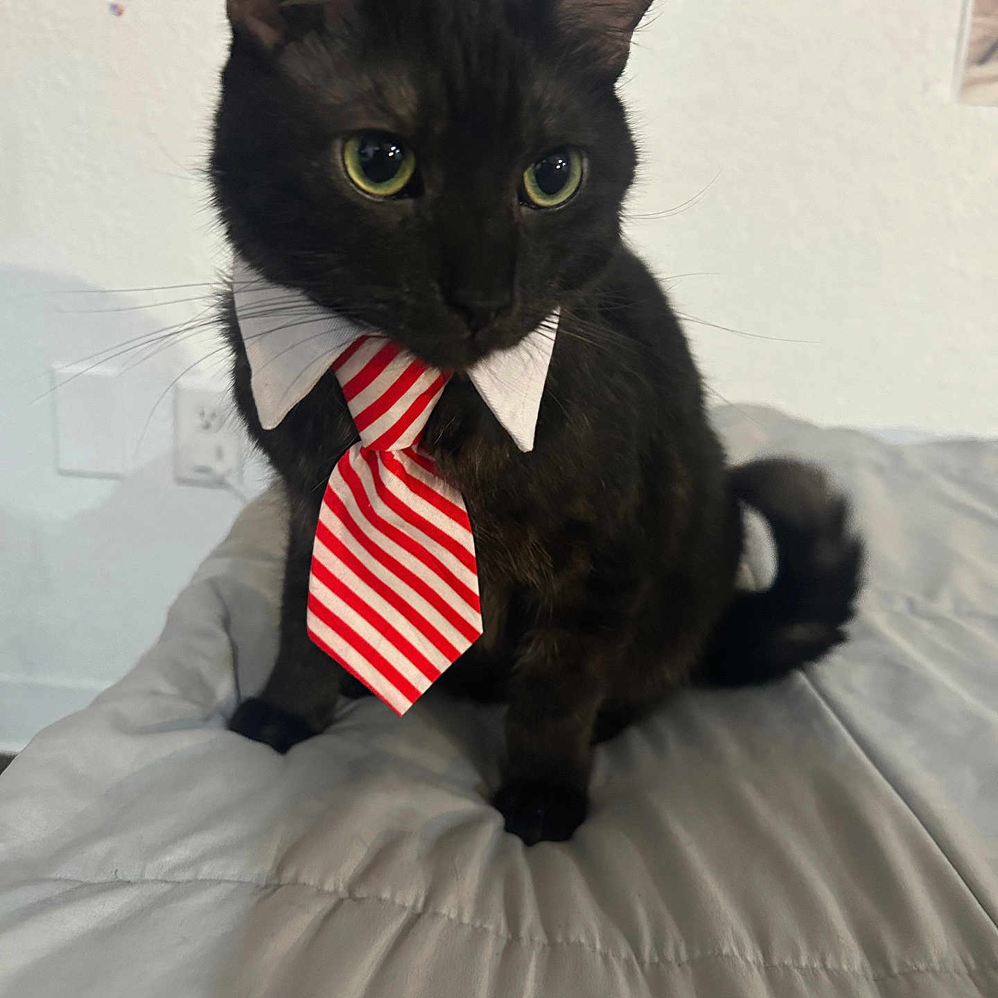 Mr Pickles joined the competition — help win amazing prizes! black_cat, cat, pet, animal, tie, striped_tie, dressed_pet, green_eyes, whiskers, ears, sitting, bed, bedroom, indoor, portrait, close_up, black_fur, formalwear, cute, funny