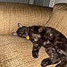 Mr Pickles joined the competition — help win amazing prizes! cats, black_cats, sleeping, pets, animals, feline, kitten, adult_cat, couch, sofa, indoor, home, cozy, relaxed, napping, fur, paws, orange_tag, window_blinds, pet_photography