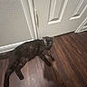 black_cat, cat, feline, pet, animal, lying_down, hardwood_floor, indoor, hallway, door, white_door, wood_grain, yellow_eyes, long_tail, fur, relaxed, staring, portrait, home, floor