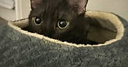 Mr Pickles joined the competition — help win amazing prizes! black_cat, cat, pet, animal, kitten, wide_eyes, large_ears, fur, cozy, pet_bed, blanket, plush, indoors, home, window, shadows, portrait, closeup, cuddly, curious