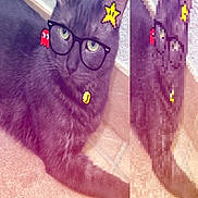 Mr Pickles is registered to the contest to win money with this photo: cat, black_cat, animal, pet, feline, glasses, cartoon_glasses, pixel_art, stickers, digital_filter, portrait, close_up, indoor, tiled_floor, wall, sitting, lying_down, green_eyes, pointed_ears, funny