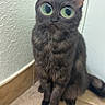 Mr Pickles is registered to the contest to win money with this photo: cat, gray_cat, green_eyes, wide_eyed, sitting, indoors, corner, tile_floor, wall, door, wood_trim, portrait, pet, animal, whiskers, ears, fur, front_view, alert, cute