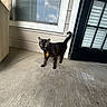 black_cat, cat, feline, pet, animal, standing, outdoor, porch, door, window, house, concrete, floor, collar, tag, green_eyes, tail, fur, home_entrance, portrait