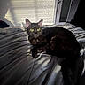 black_cat, cat, feline, green_eyes, pointed_ears, whiskers, fur, animal, pet, lying_down, bed, bedding, bedroom, indoor, sunlight, shadows, rumpled_blanket, portrait, alert, relaxed