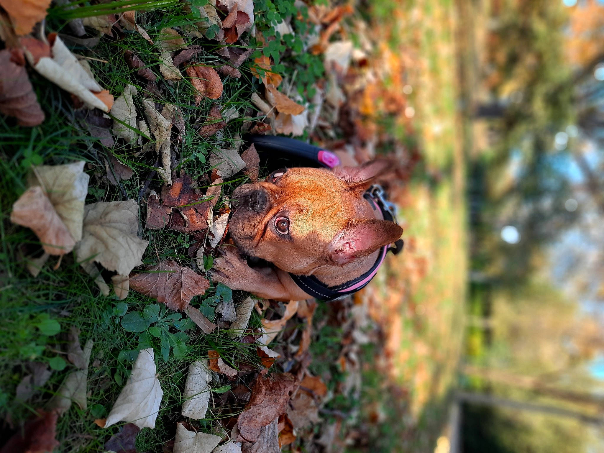 Réglisse participe au concours pour gagner de l'argent avec cette photo : amphibian, biome, botany, edible_mushroom, fawn, frog, fungus, grass, landscape, mushroom, natural_landscape, plant, snout, terrestrial_animal, toad, tree, true_frog, trunk, vegetable, wood