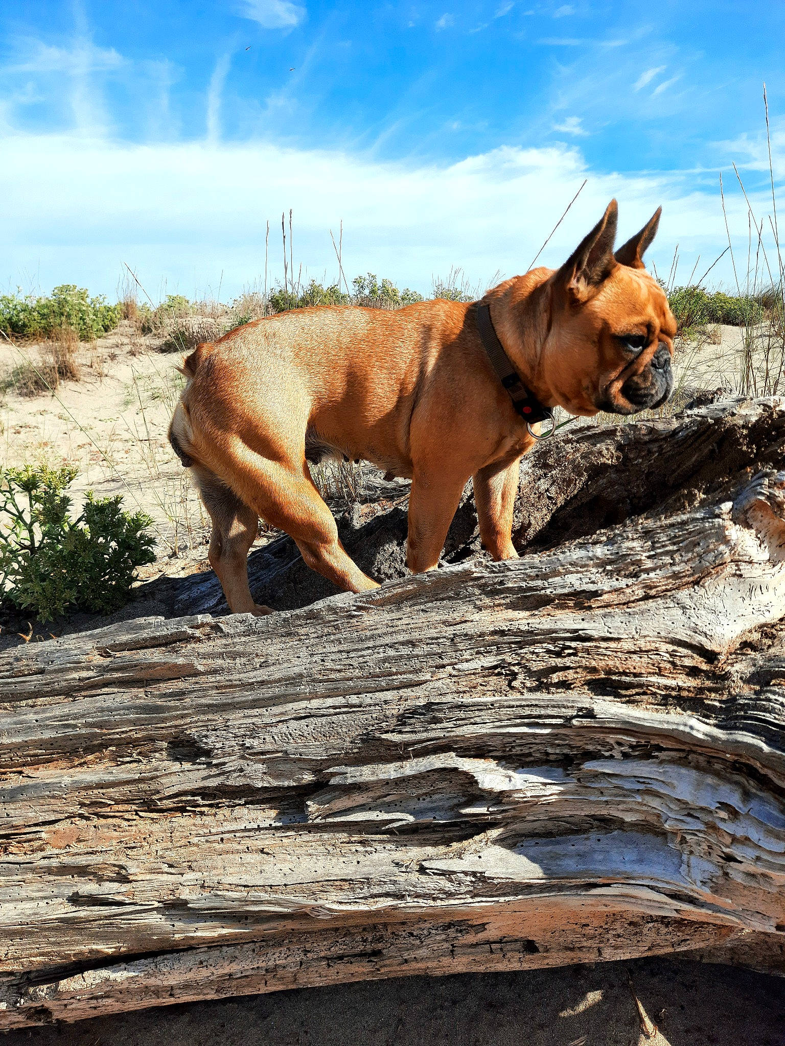 Réglisse a rejoint le concours — aidez-le/la à gagner de superbes lots ! adventure, canidae, carnivore, cloud, dog, dog_breed, fawn, grass, landscape, liver, plant, rock, sky, soil, sporting_group, tail, terrestrial_animal, wildlife, wood, working_animal