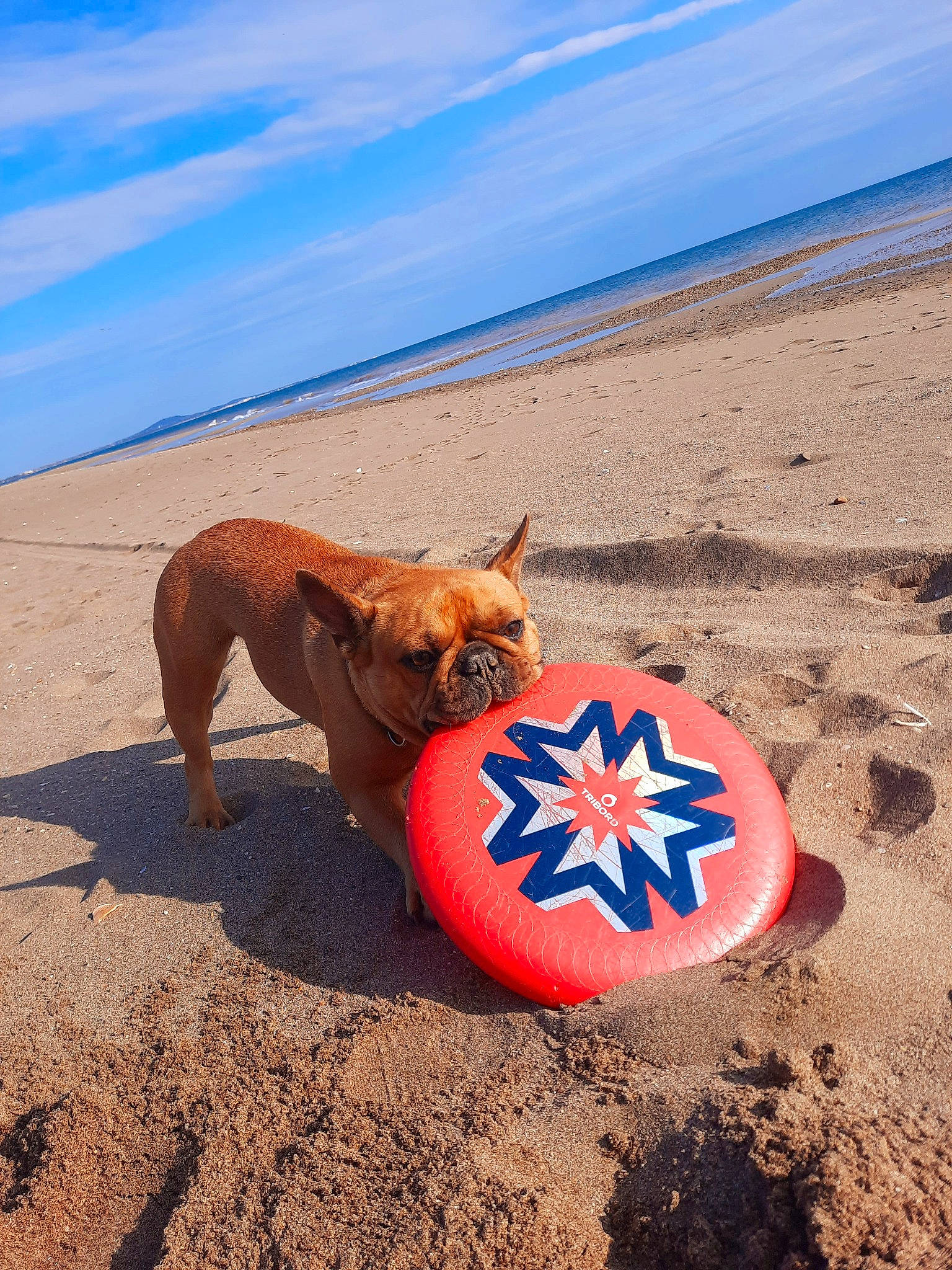 Réglisse participe au concours pour gagner de l'argent avec cette photo : azure, ball, beach, carnivore, cloud, collar, companion_dog, dog, dog_breed, fawn, horizon, landscape, leisure, ocean, people_on_beach, recreation, sand, shore, sky, water