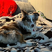 Axl joined the competition — help win amazing prizes! animal, bed, black, blanket, brown, comfort, cozy, cute, dog, ears, fur, house, indoor, lying_down, pattern, pet, pillow, relaxing, resting, white