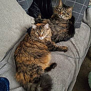 Bella And Luna is registered to the contest to win money with this photo: cat, feline, pet, animal, cozy, couch, blanket, pillow, indoor, fur, tabby, resting, two_cats, looking, curious, relaxed, domestic, cute, companion, living_room