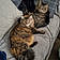 Bella And Luna